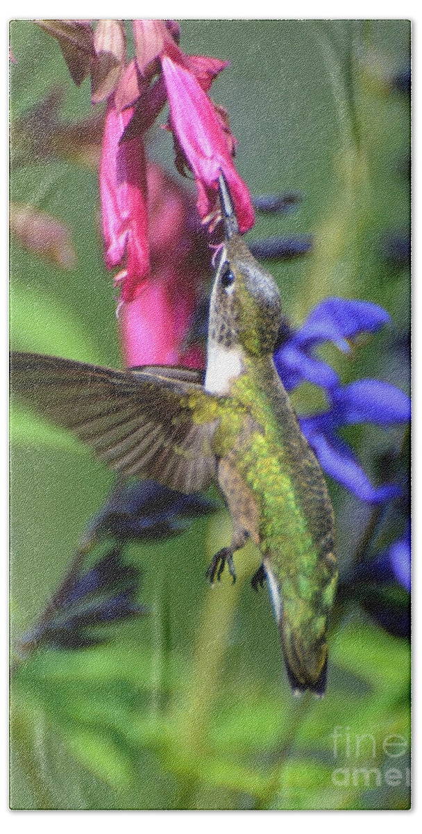 Birds Bath Towel featuring the photograph Sweet Hummer by Kathy Baccari