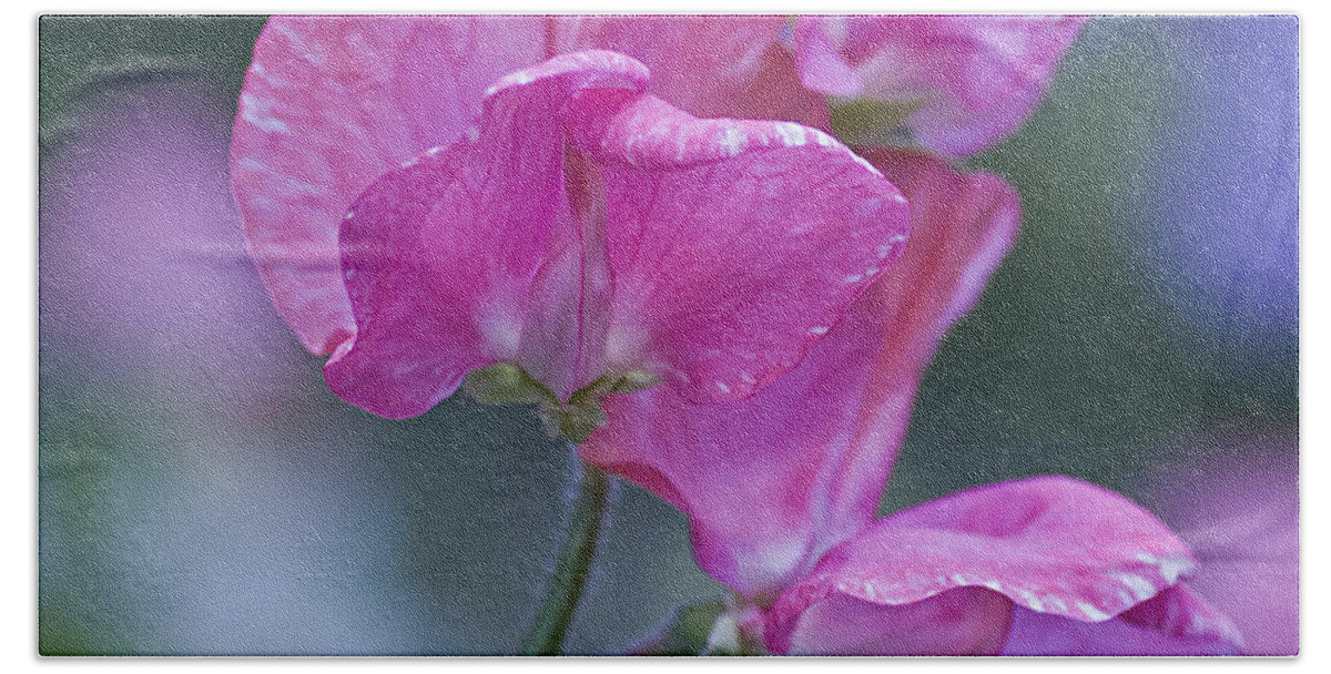 Sweet Hand Towel featuring the photograph Sweet Pea in Pink by Diane Fifield
