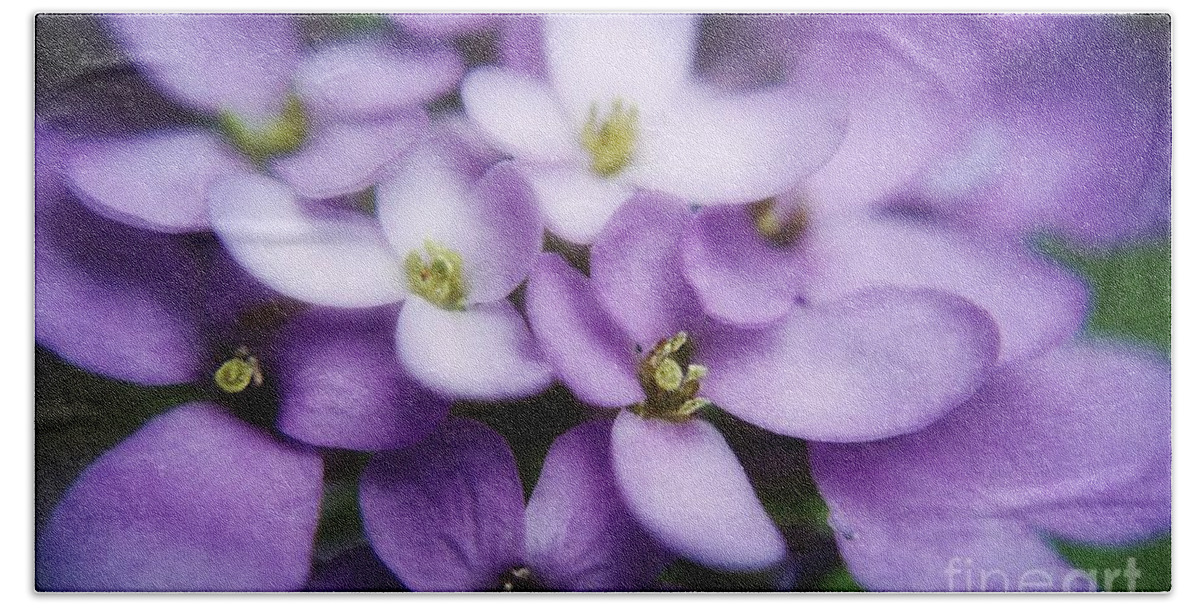 Macro Purple Flowers Bath Towel featuring the photograph Sweet Williams Flowers by Peggy Franz