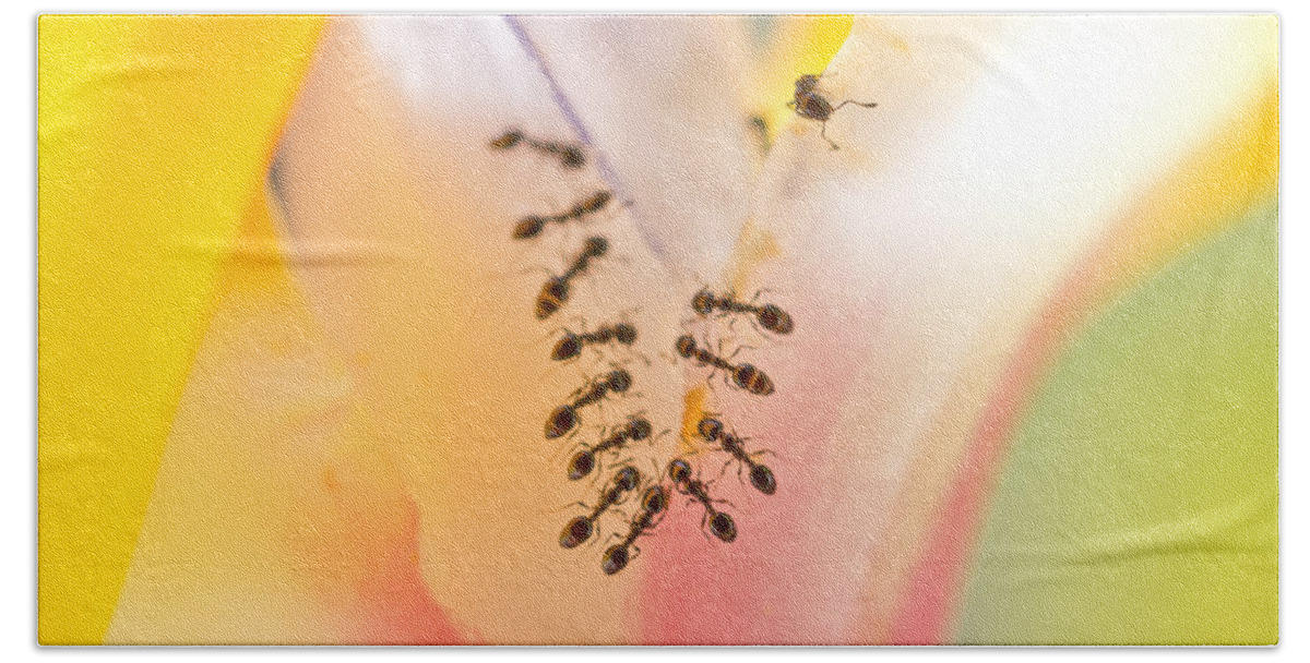 Ants Hand Towel featuring the photograph Sweetness by Priya Ghose