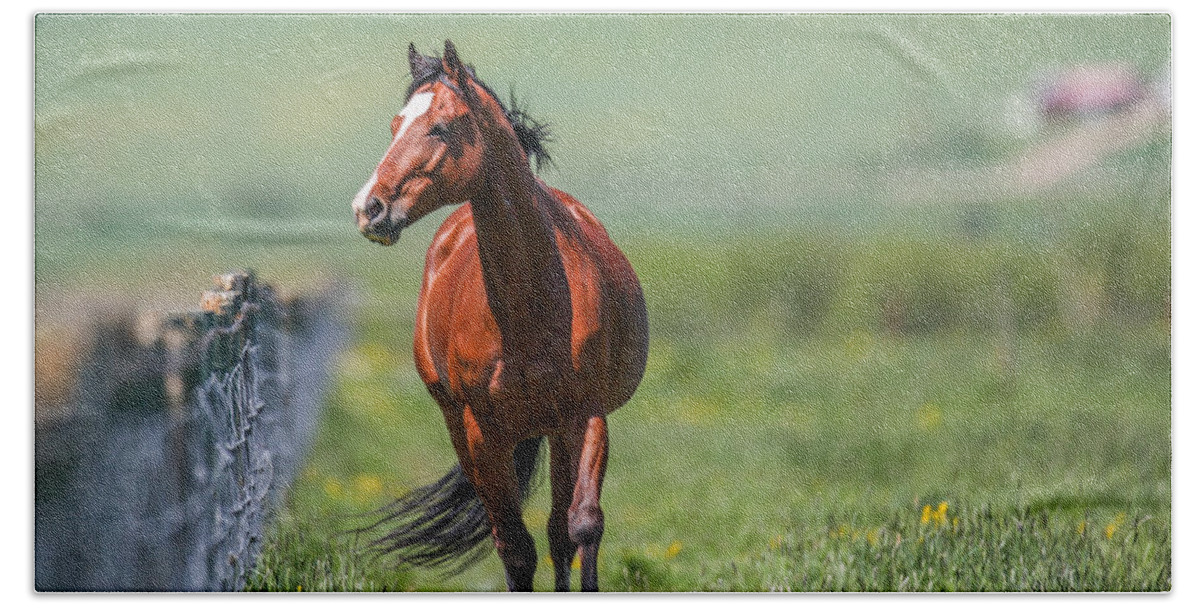Horse Bath Towel featuring the photograph Sydney Trot by Kevin Dietrich