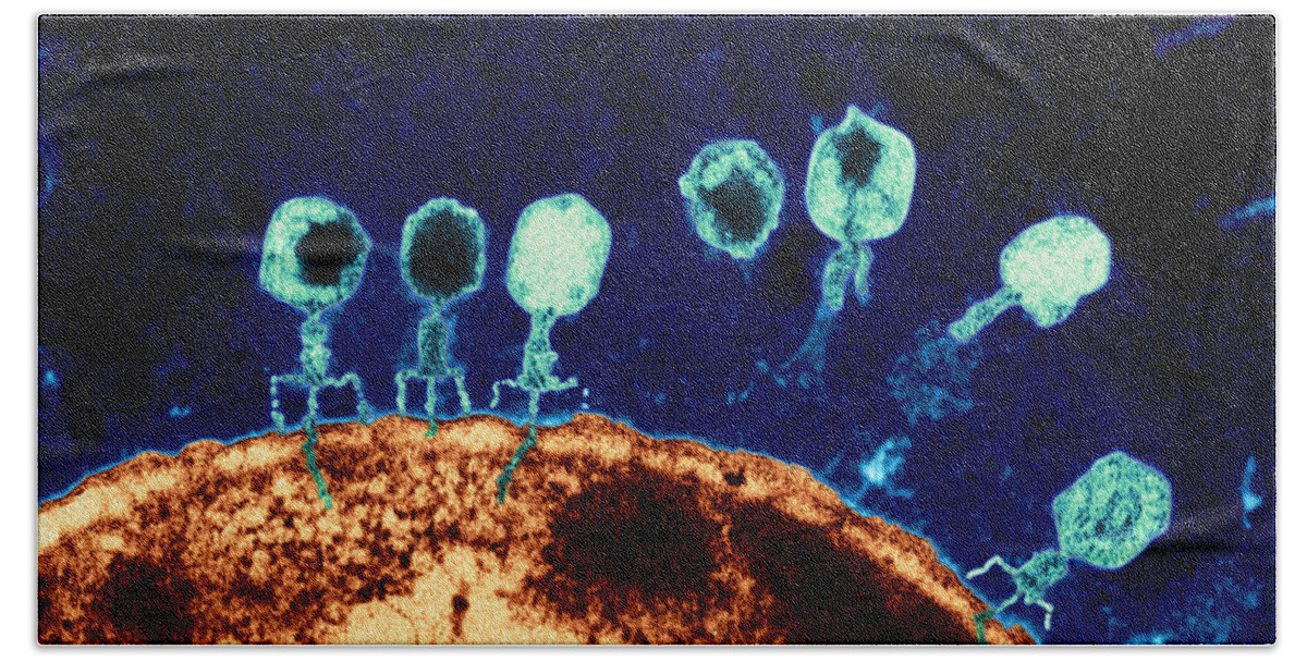 Bacteriophage Hand Towel featuring the photograph T-bacteriophages and e-coli by Eye Of Science