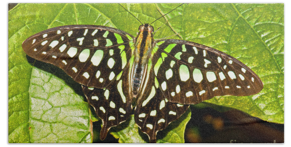 Nature Bath Towel featuring the photograph Tailed Jay Butterfly by Millard H. Sharp