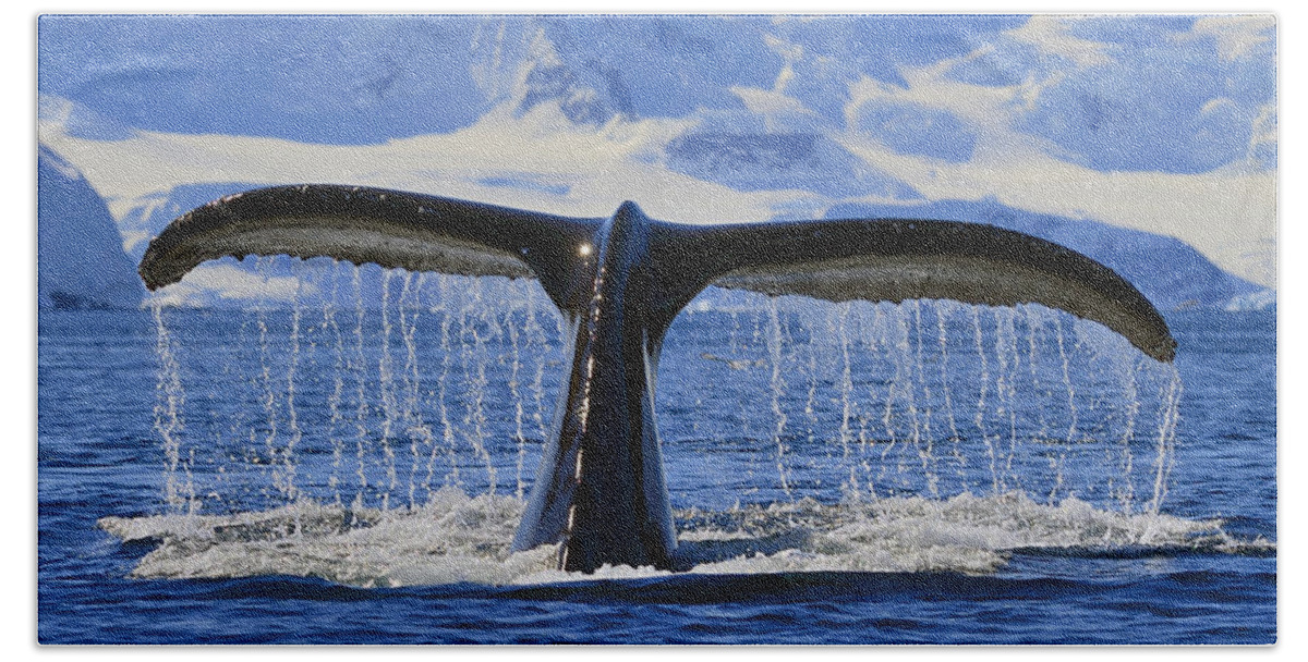 Humpback Whale (megaptera Novaeangliae) Bath Towel featuring the photograph Tails from Antarctica by Tony Beck