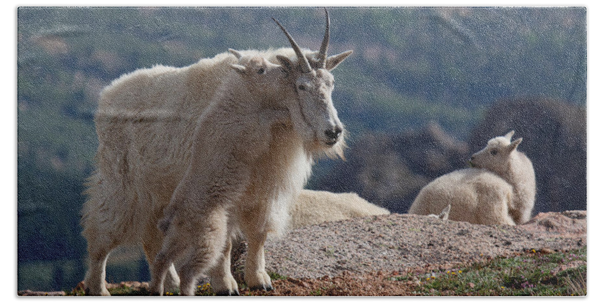 Mountain Goats; Posing; Group Photo; Baby Goat; Nature; Colorado; Crowd; Baby Goat; Mountain Goat Baby; Happy; Joy; Nature; Brothers Bath Towel featuring the photograph Tall Tales by Jim Garrison
