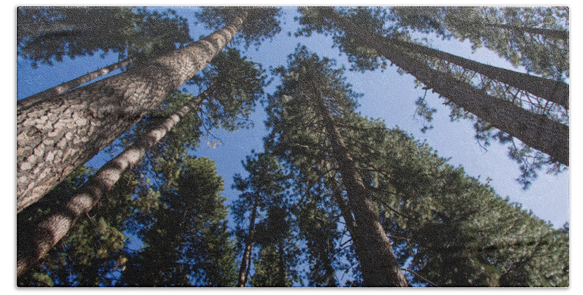 Trees Hand Towel featuring the photograph Talls trees Yosemite National Park by Sue Leonard