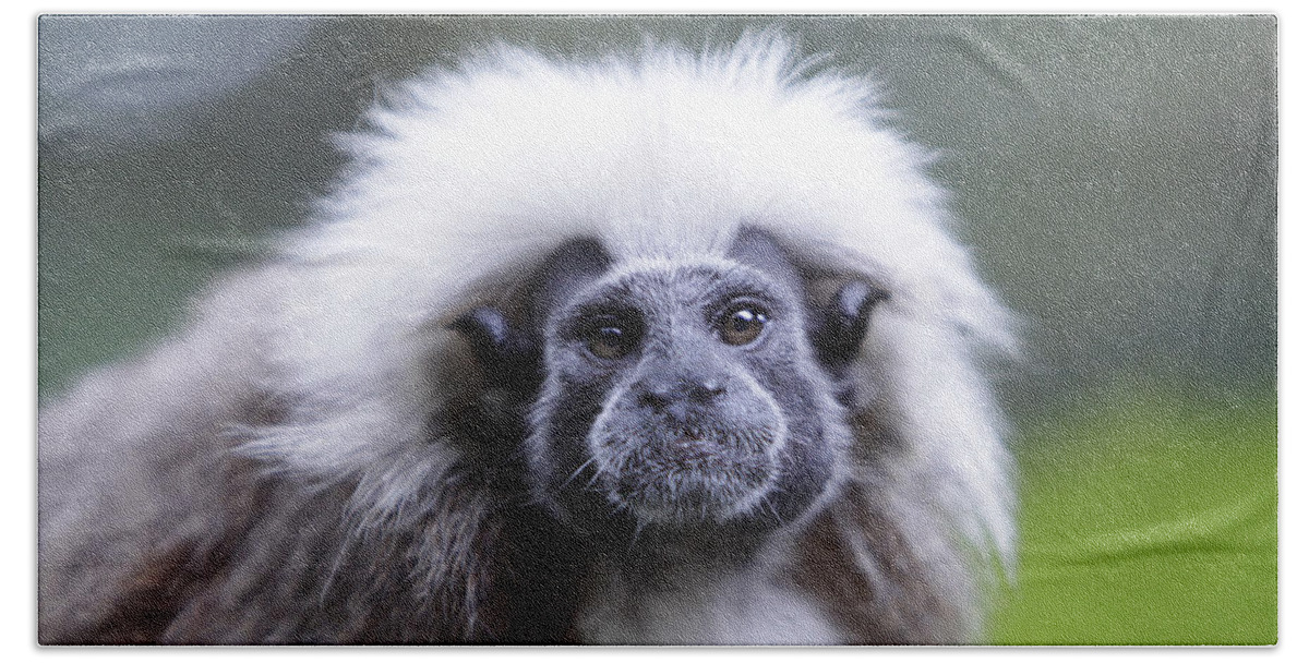 Cotton Top Tamarin Hand Towel featuring the photograph Tamarins Face by Shoal Hollingsworth