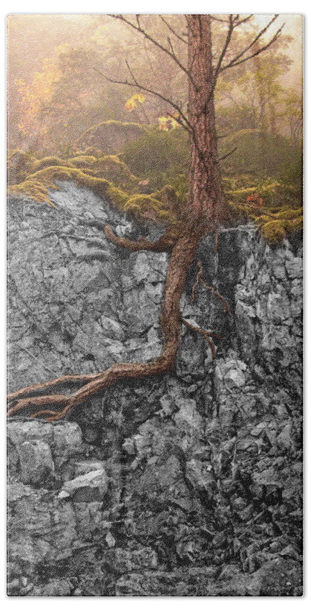Tree Bath Towel featuring the photograph Taproot by Mary Jo Allen
