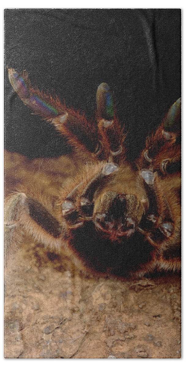 Feb0514 Bath Towel featuring the photograph Tarantula In Defensive Posture Trinidad by Mark Moffett