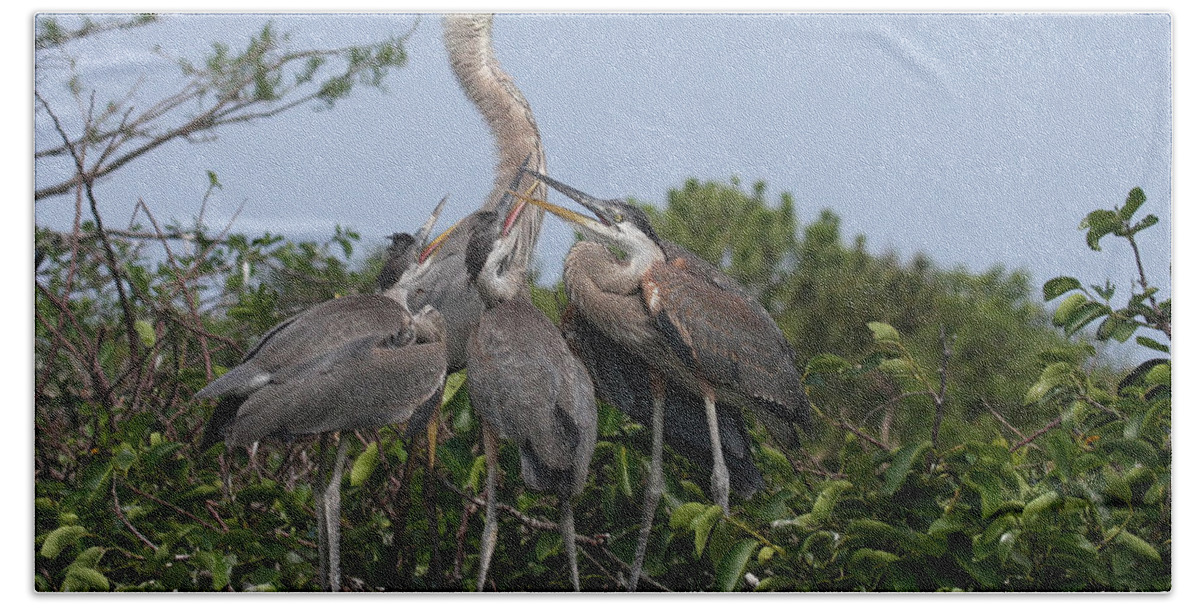 Great Blue Heron Bath Towel featuring the photograph Teaching Manners by Jayne Carney