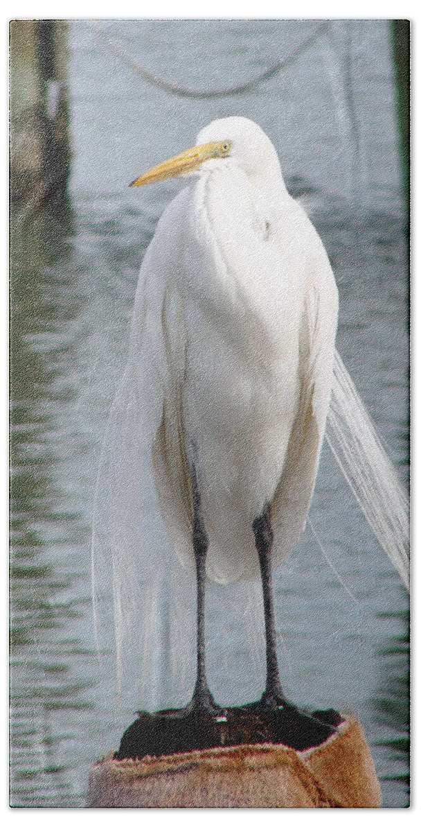 Egret Bath Towel featuring the photograph Texas Great White Egret by Linda Cox