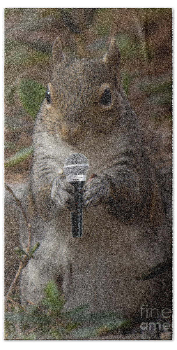 Squirrel Bath Towel featuring the photograph The Acorn's SInger by Sandra Clark
