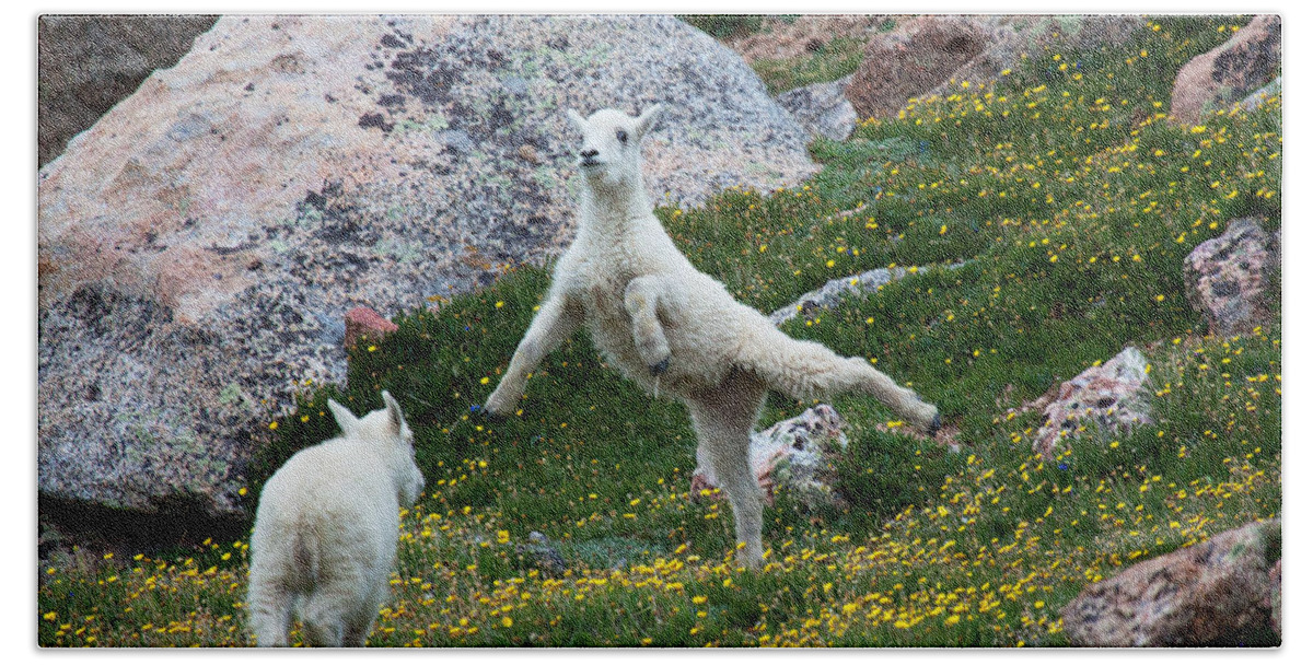 Mountain Goats; Posing; Group Photo; Baby Goat; Nature; Colorado; Crowd; Baby Goat; Mountain Goat Baby; Happy; Joy; Nature; Brothers Bath Towel featuring the photograph The Ballerina by Jim Garrison