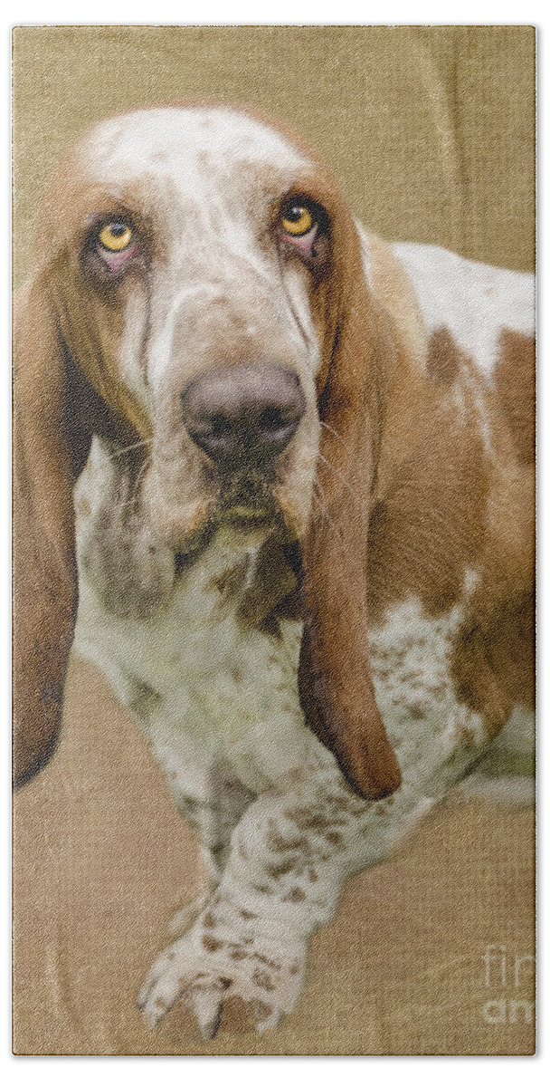 Linsey Wiliams Photography Bath Towel featuring the digital art The Basset Hound by Linsey Williams