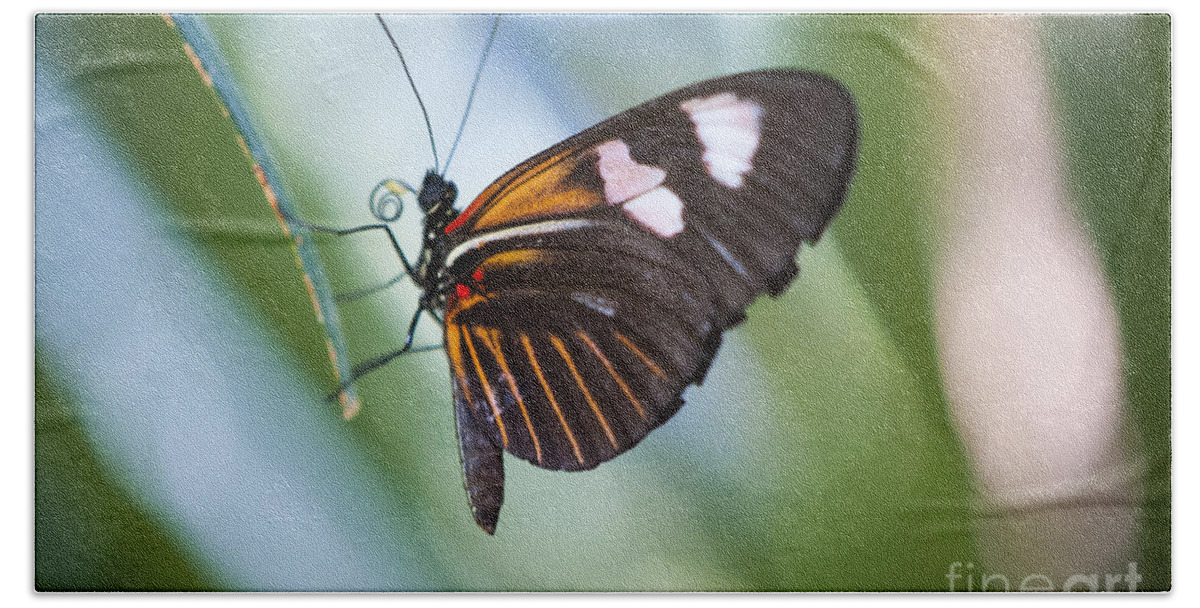Farfalla Bath Towel featuring the photograph The Butterfly Effect by Juli Scalzi