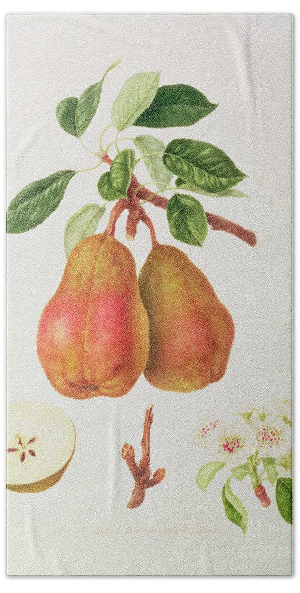 Pears; Fruit; Blossom; Cross-section; Branch; Leaves; Botanical Illustration Hand Towel featuring the painting The Chaumontelle Pear by William Hooker