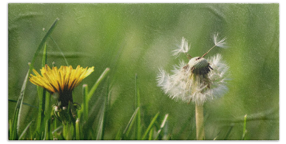 Dandelion Bath Towel featuring the photograph A Weed or A Wish Dandelion by Valerie Collins
