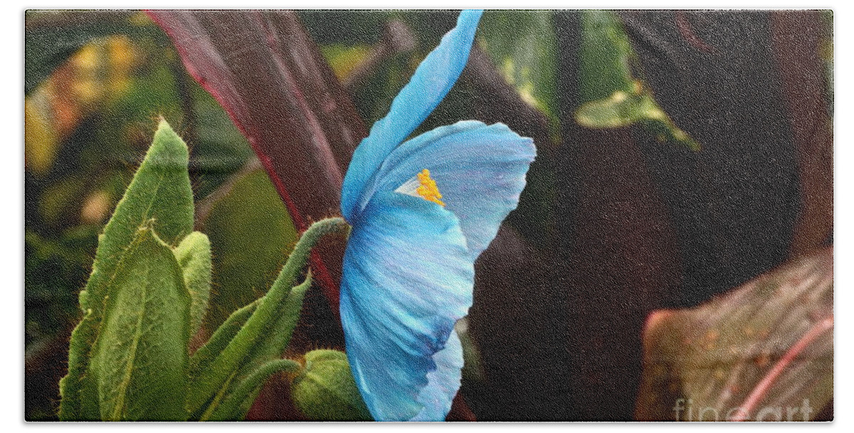 Meconopsis Hand Towel featuring the photograph The Colors Of The Himalayan Blue Poppy by Byron Varvarigos