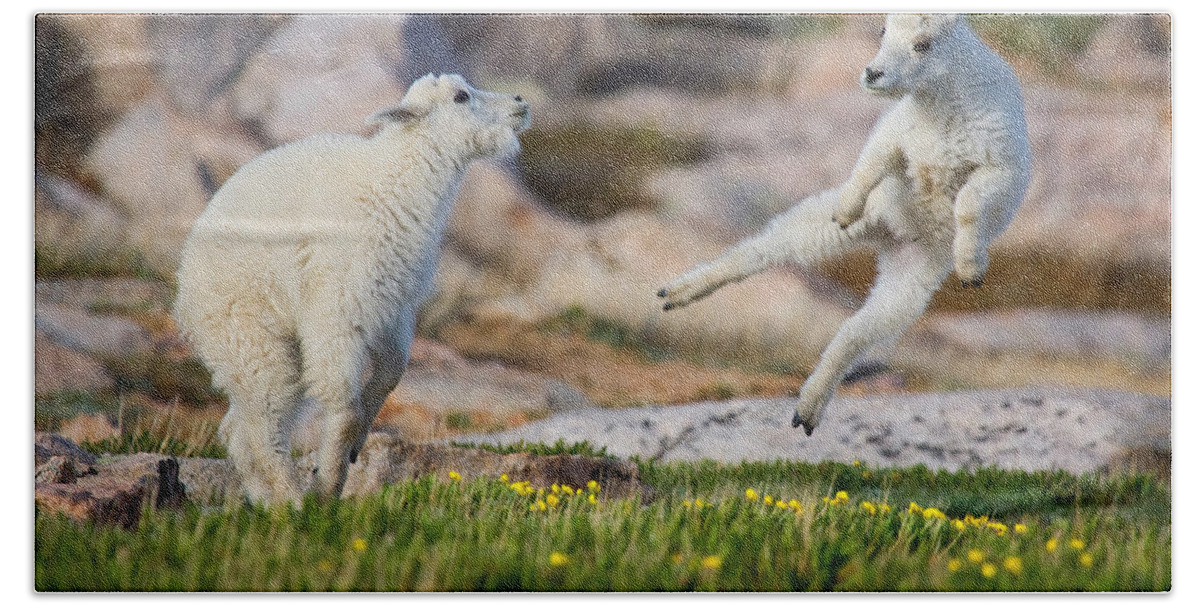 Baby Goat; Mountain Goat Baby; Dance; Dancing; Happy; Joy; Nature; Baby Goat; Mountain Goat Baby; Happy; Joy; Nature; Brothers Bath Towel featuring the photograph The Dance of Joy by Jim Garrison
