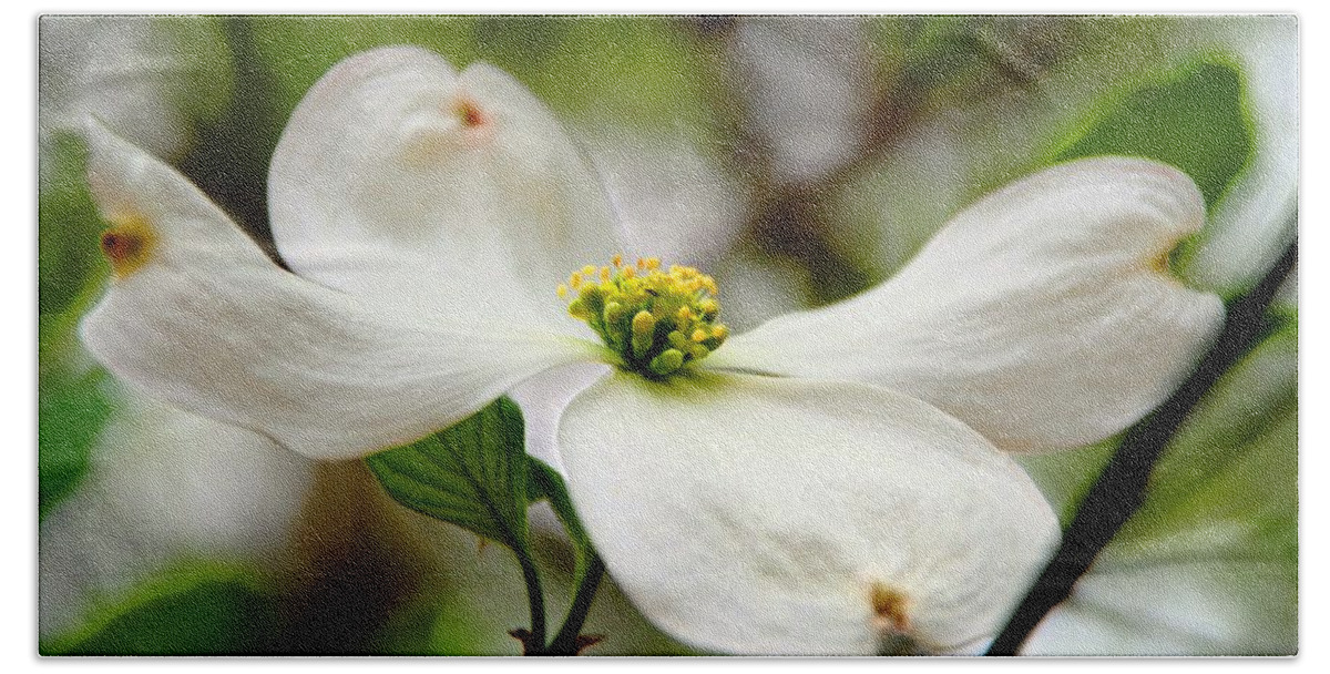 Dogwood Hand Towel featuring the photograph The Dogwood by Norma Brock