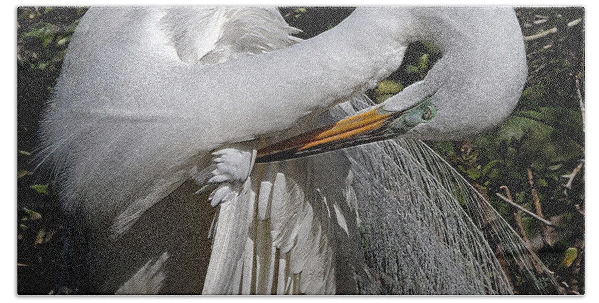 Egret Bath Towel featuring the photograph The Elegant Egret by Lydia Holly
