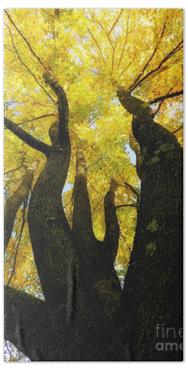 Tree Hand Towel featuring the photograph The Family Tree by Sharon Woerner