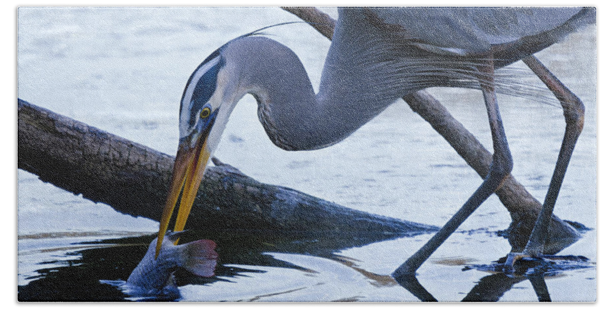 Great Blue Heron Bath Sheet featuring the photograph The Great Blue Heron Dunk by Saija Lehtonen