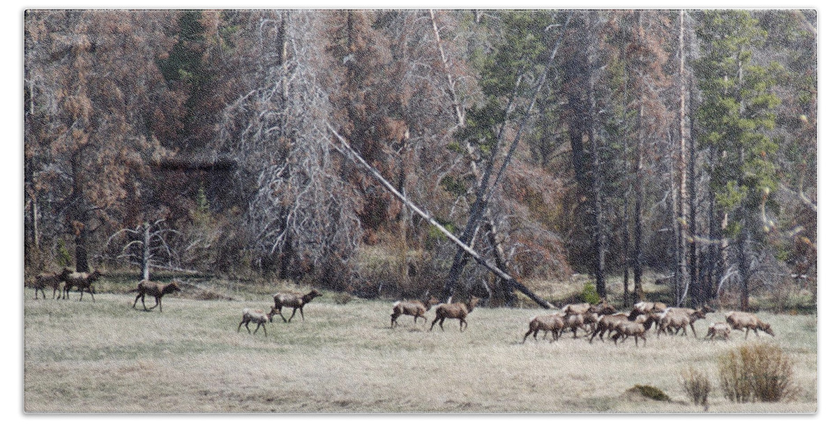 Elk Bath Towel featuring the photograph The Herd by Susan Kinney
