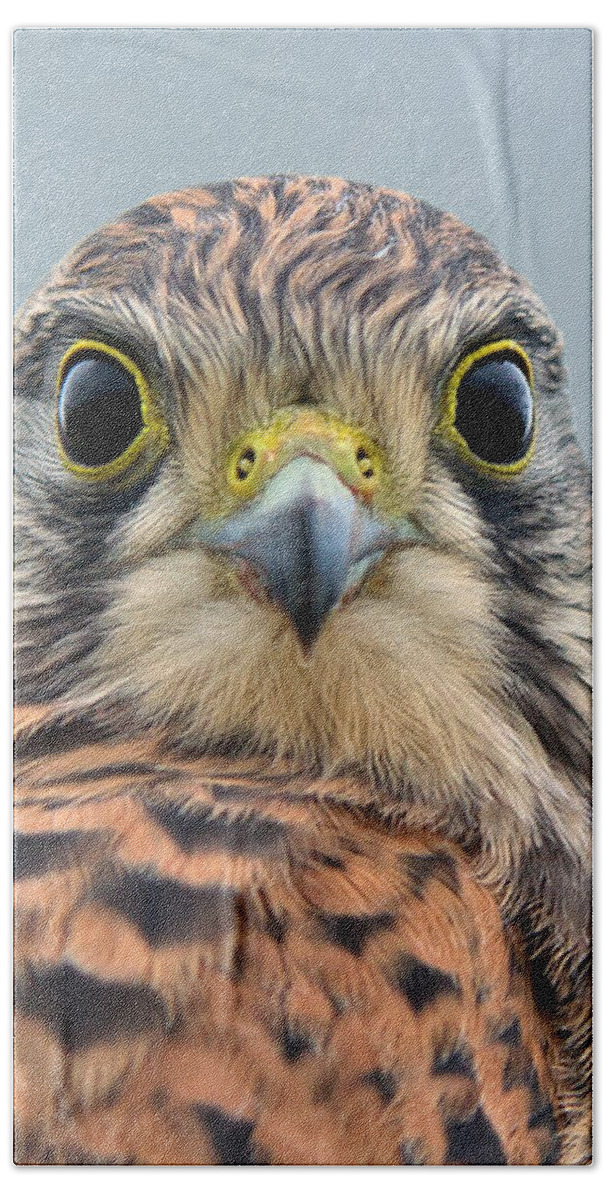 Kestrel Hand Towel featuring the photograph The Kestrel face to face by Torbjorn Swenelius