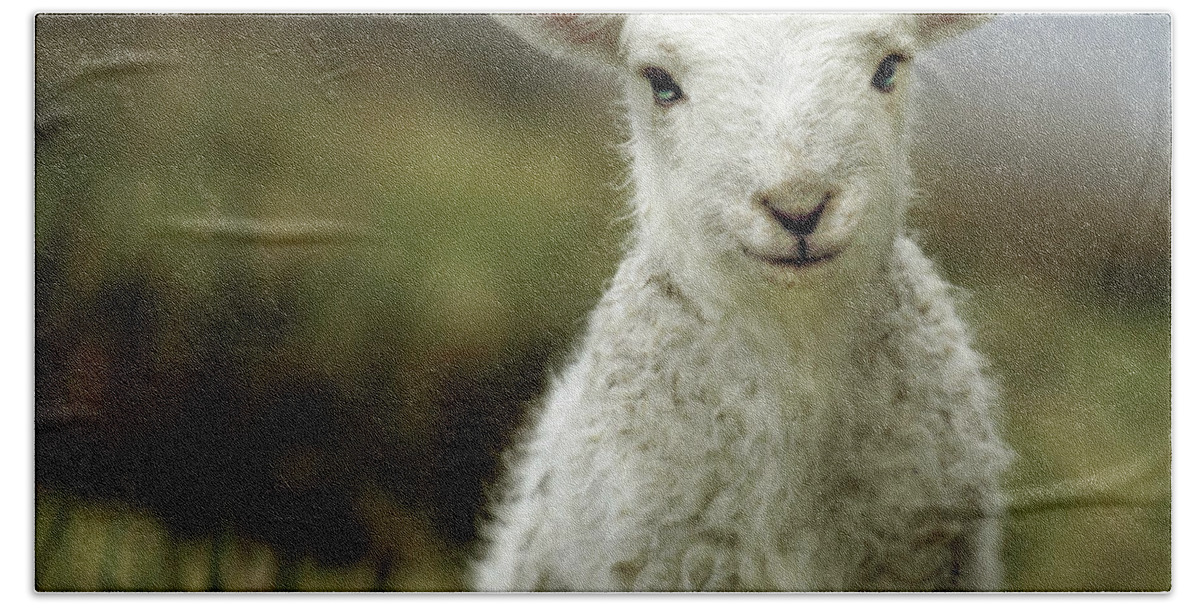 Wales Bath Sheet featuring the photograph The Lamb by Ang El