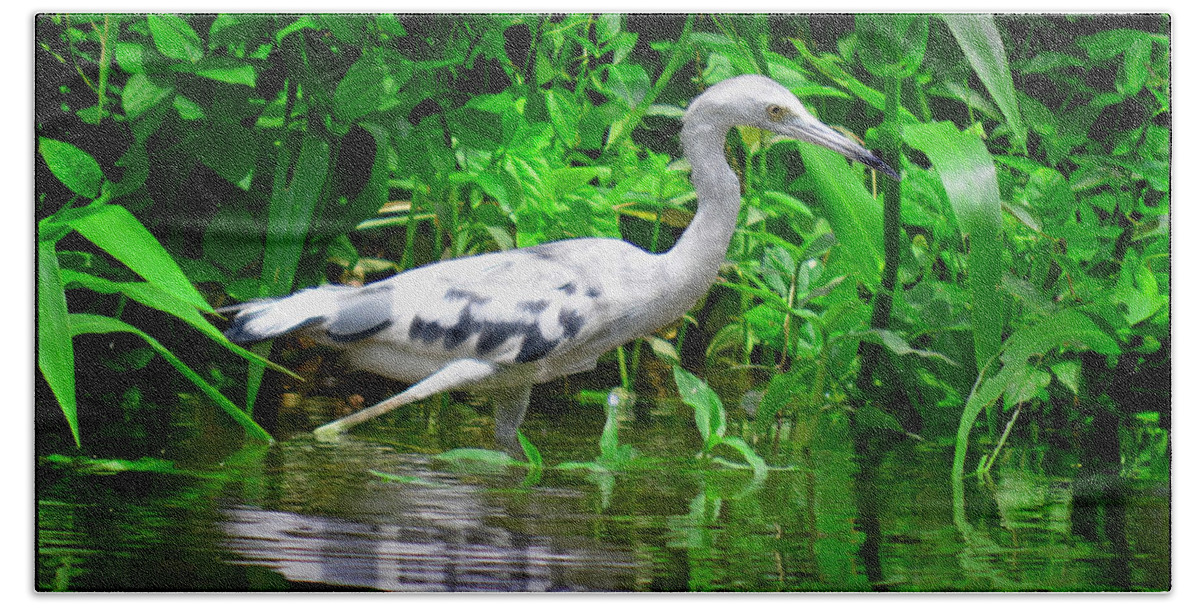 Marsh Hand Towel featuring the photograph The Little Blue Heron by Gary Keesler
