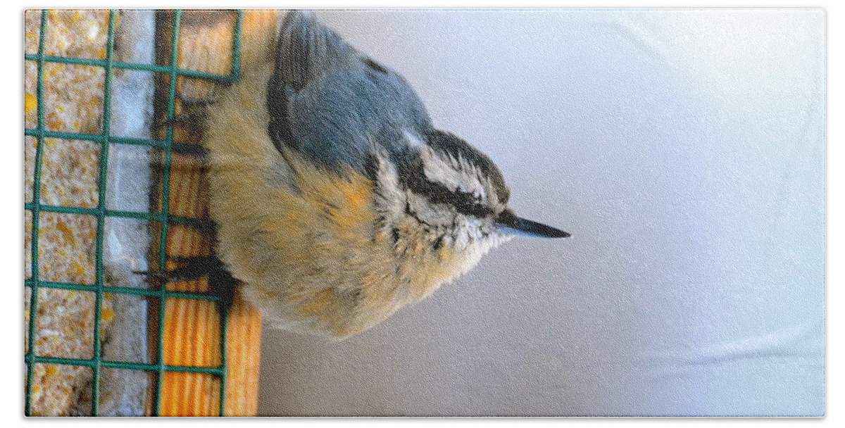 Bird Hand Towel featuring the photograph The Nuthatch by Jody Partin