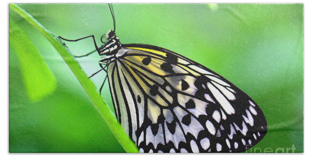 Butterfly Hand Towel featuring the photograph The Paper Kite or Rice Paper or Large Tree Nymph butterfly also known as Idea leuconoe by Amanda Mohler