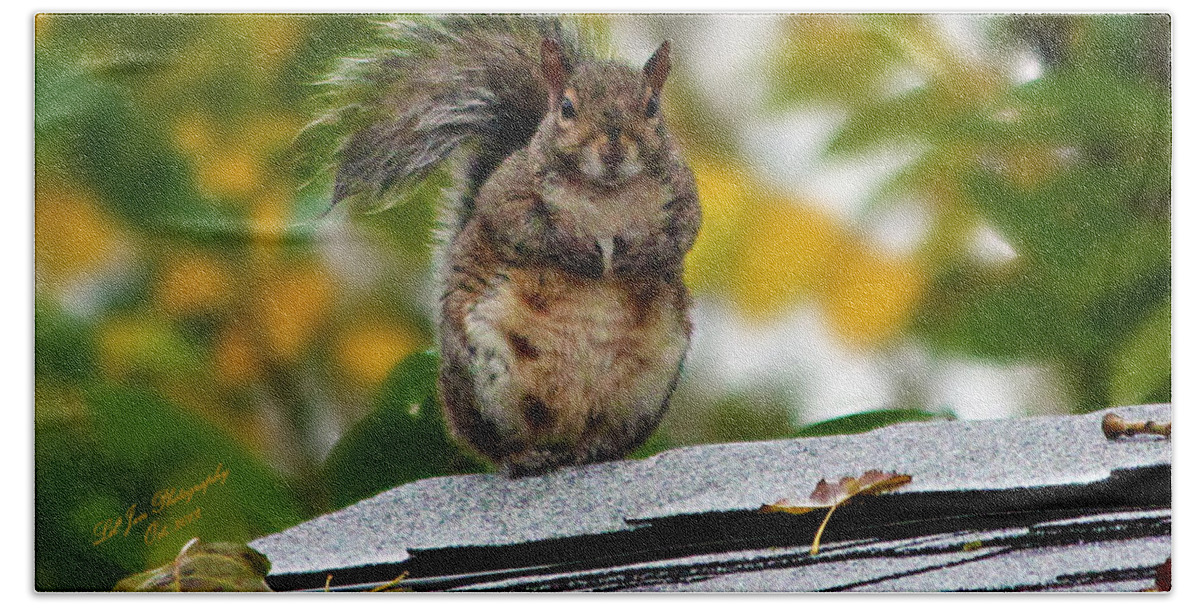 Squirrel Hand Towel featuring the photograph The Poser by Jeanette C Landstrom