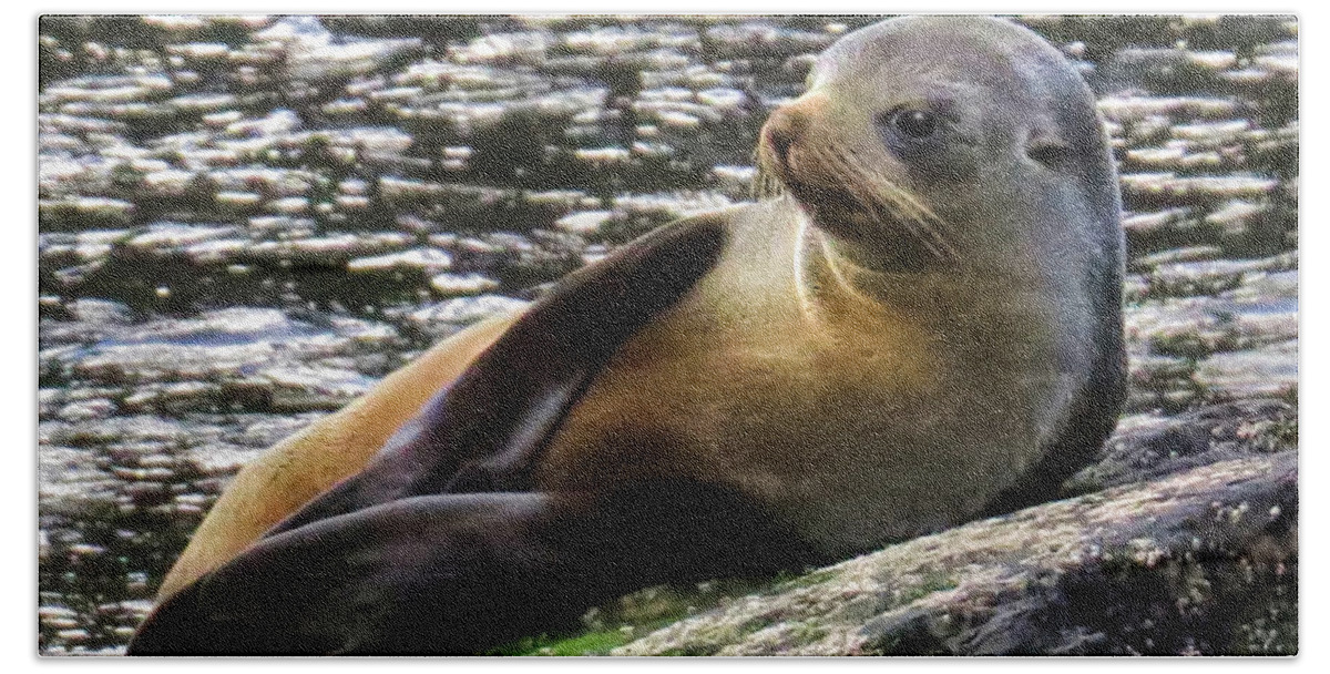New Zealand Bath Towel featuring the photograph The Posing Seal by Jennie Breeze