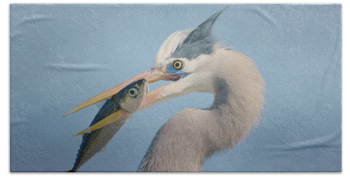 Great Blue Heron Hand Towel featuring the photograph The Prize 2 by Fraida Gutovich