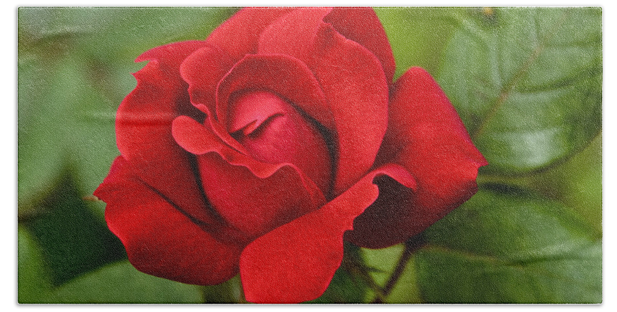 Red Bath Towel featuring the photograph The Rose by William Norton