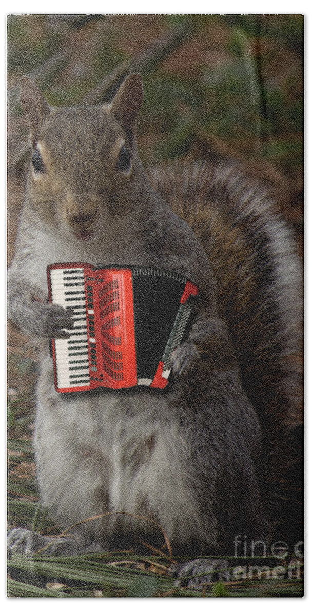 Furry Hand Towel featuring the photograph The Squirrel and his Accordion by Sandra Clark