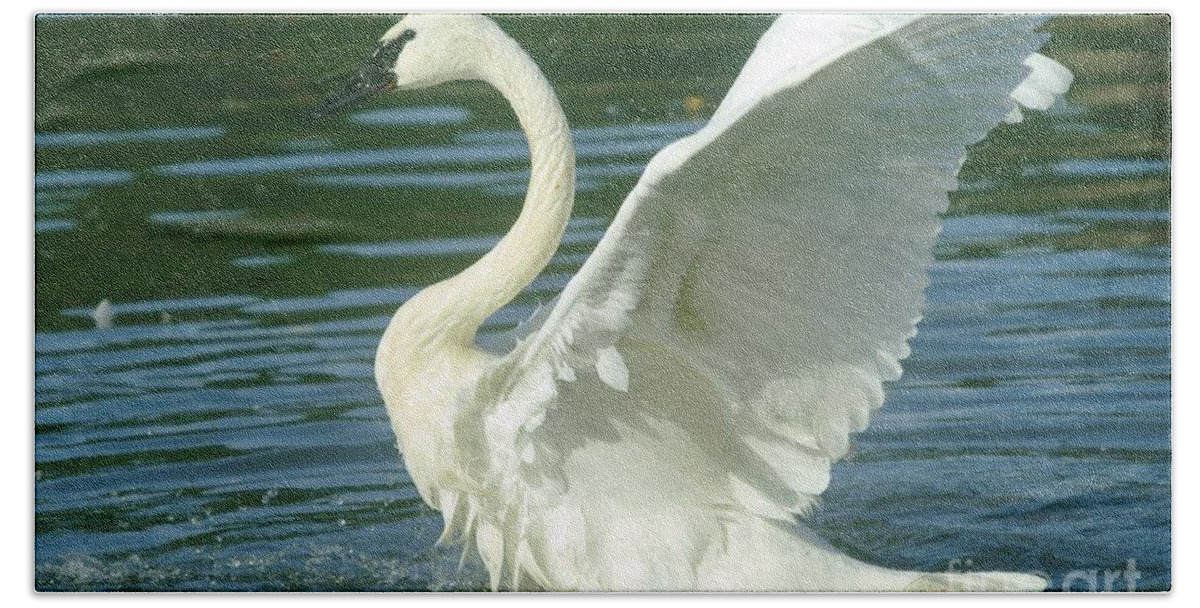 Swans Bath Sheet featuring the photograph The Swan Rises by Jeff Swan