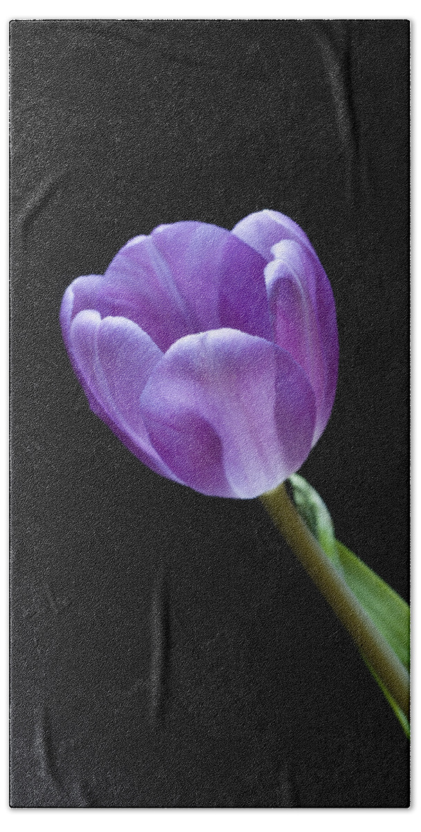 Floral Bath Towel featuring the photograph The Tulip is a Courtly Queen by Christi Kraft