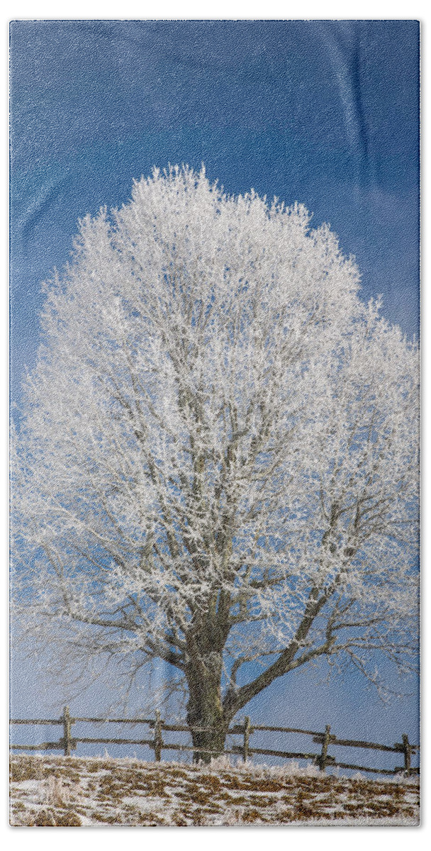 Tree Bath Towel featuring the photograph The Winter Sentry by John Haldane