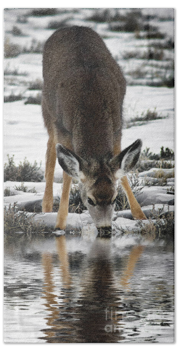 Thirst Quenching Deer Bath Towel featuring the photograph Thirst Quenching Deer by Priscilla Burgers