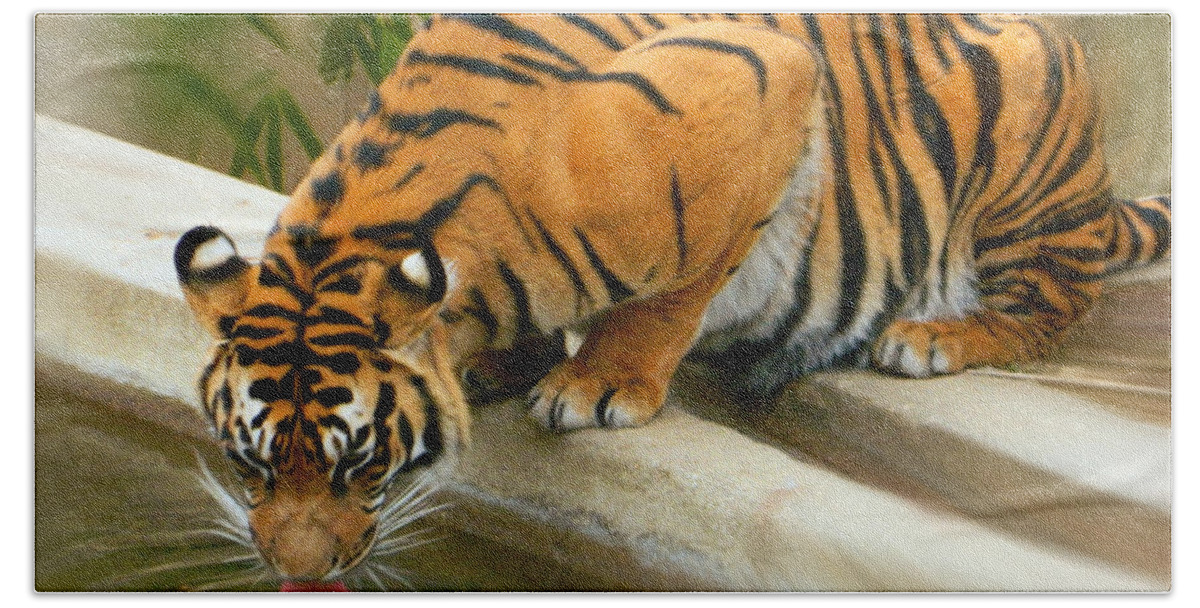 Thirsty Sumatran Tiger Bath Towel featuring the photograph Thirsty Sumatran Tiger by Emmy Vickers