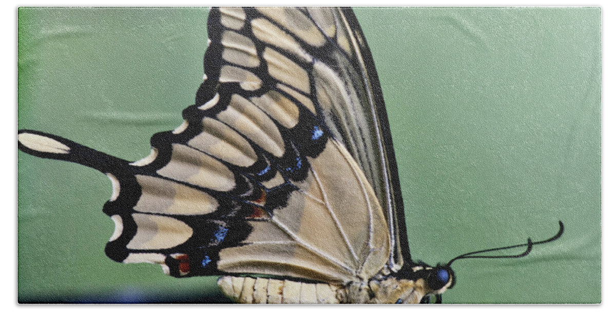 Heiko Bath Towel featuring the photograph Thoas swallowtail Butterfly by Heiko Koehrer-Wagner