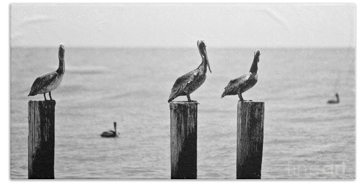 Pelican Hand Towel featuring the photograph Three Amigos by Scott Pellegrin