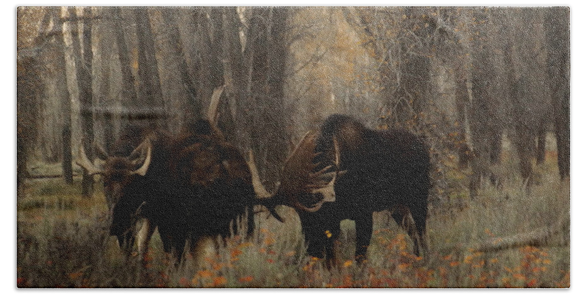 Moose Bath Towel featuring the photograph Three bull moose sparring by Jeff Swan
