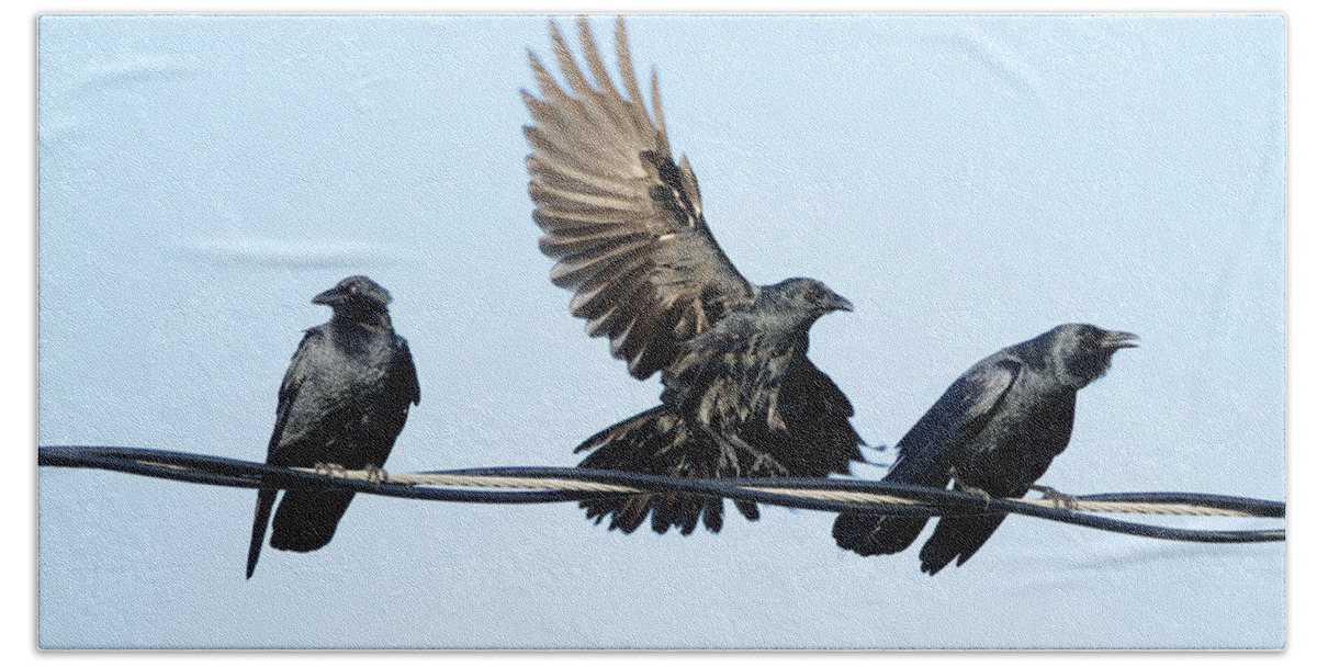 Crow Bath Towel featuring the photograph Three Crows on a Wire. by Bradford Martin