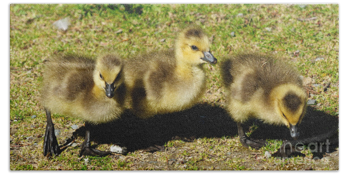 Goose Bath Sheet featuring the photograph Three Little Goslings by Vivian Christopher