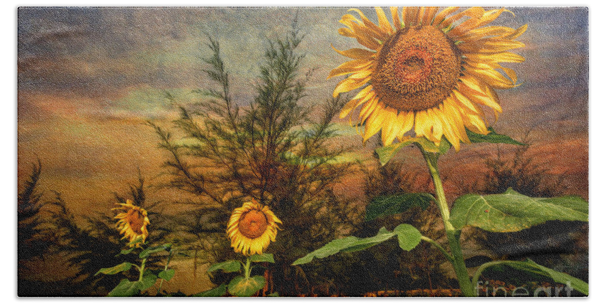 Sunflower Bath Towel featuring the photograph Three Sunflowers by Adrian Evans