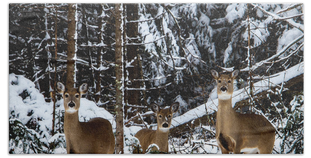White Tail Deer Bath Towel featuring the photograph Three's a crowd by Lori Dobbs